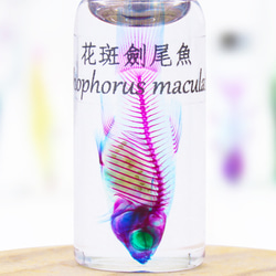 【透明標本工房フィッシュハート】透明標本 - マダラソードテール Xiphophorus maculatus 2枚目の画像