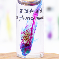 【透明標本工房フィッシュハート】透明標本 - マダラソードテール Xiphophorus maculatus 6枚目の画像