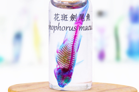 【透明標本工房フィッシュハート】透明標本 - マダラソードテール Xiphophorus maculatus 6枚目の画像