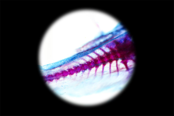 【透明標本工房 フィッシュハート】 透明標本-アプテロノトゥス・アルビフロンス 16枚目の画像