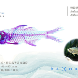 【透明標本工房 fishheart】 透明標本 - 彎線雙邊魚 Ambassis buruensis 第7張的照片