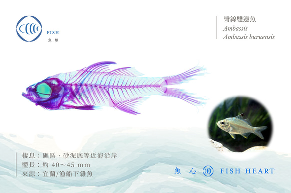 【透明標本工房 fishheart】 透明標本 - 彎線雙邊魚 Ambassis buruensis 第7張的照片