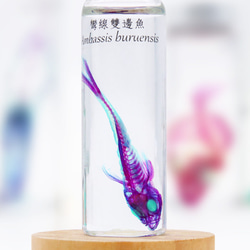 【透明標本工房 fishheart】 透明標本 - 彎線雙邊魚 Ambassis buruensis 第3張的照片