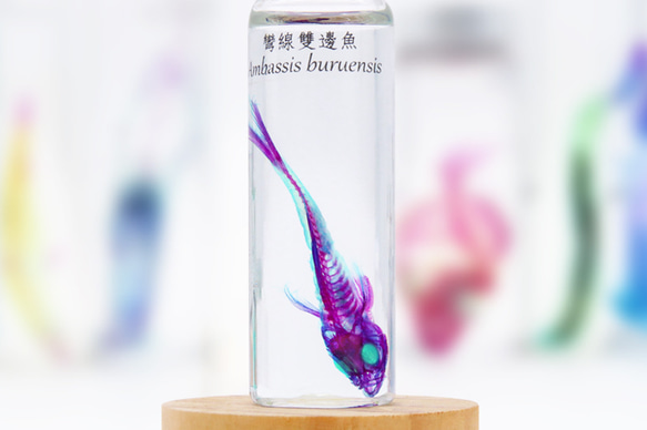 【透明標本工房 fishheart】 透明標本 - 彎線雙邊魚 Ambassis buruensis 第3張的照片