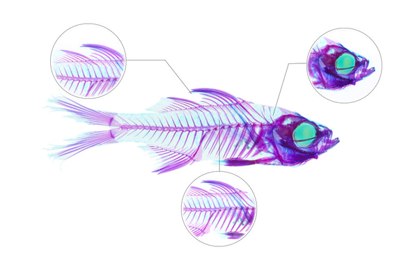 【透明標本工房 fishheart】 透明標本 - 彎線雙邊魚 Ambassis buruensis 第11張的照片