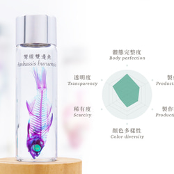 【透明標本工房 fishheart】 透明標本 - 彎線雙邊魚 Ambassis buruensis 第9張的照片