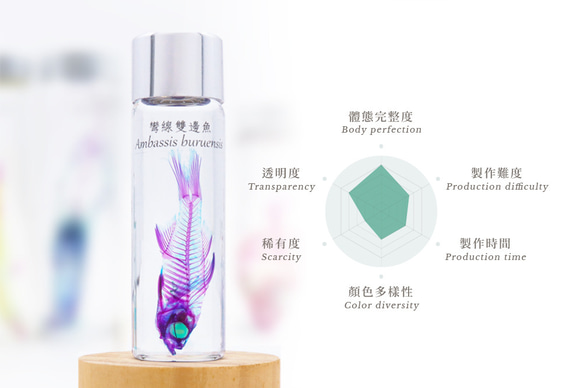 【透明標本工房 fishheart】 透明標本 - 彎線雙邊魚 Ambassis buruensis 第9張的照片