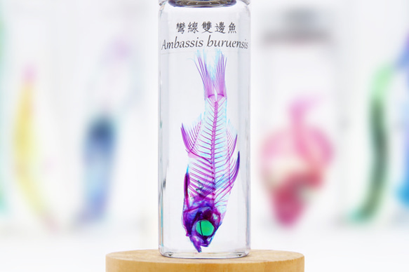 【透明標本工房 fishheart】 透明標本 - 彎線雙邊魚 Ambassis buruensis 第2張的照片