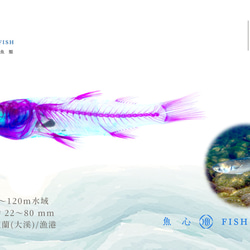 【透明標本工房 fishheart】 透明標本 - 鯔魚 Mugil spp.(大) 第8張的照片