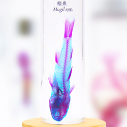 【透明標本工房 fishheart】 透明標本 - 鯔魚 Mugil spp.(大) 第4張的照片