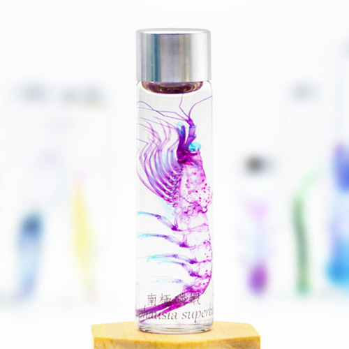 透明標本工房 フィッシュハート】 透明標本 - ナンキョクオキアミ