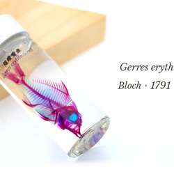 【透明標本工房 fishheart】 透明標本 - 短鑽嘴魚 Gerres erythrourus 第5張的照片