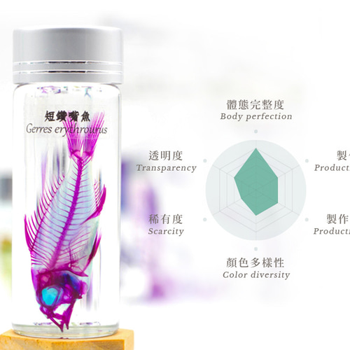 魚類標本 designfesta ☆透明工房～生命の華～ ☆ブース：F-429～430 両日 魚類