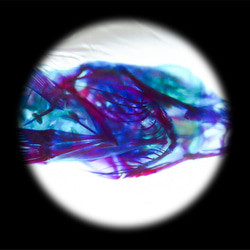 【透明標本工房 fishheart】 透明標本 - 條石鯛Oplegnathus fasciatus 第10張的照片