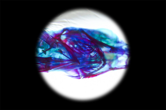 【透明標本工房 fishheart】 透明標本 - 條石鯛Oplegnathus fasciatus 第10張的照片