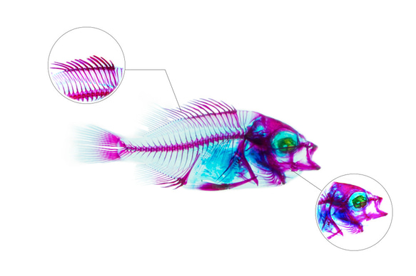 【透明標本工房 fishheart】 透明標本 - 條石鯛Oplegnathus fasciatus 第8張的照片