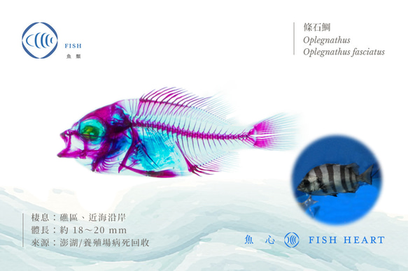 【透明標本工房 fishheart】 透明標本 - 條石鯛Oplegnathus fasciatus 第4張的照片