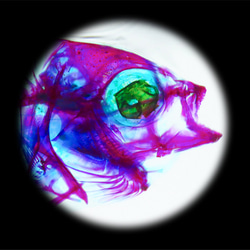 【透明標本工房 fishheart】 透明標本 - 條石鯛Oplegnathus fasciatus 第9張的照片