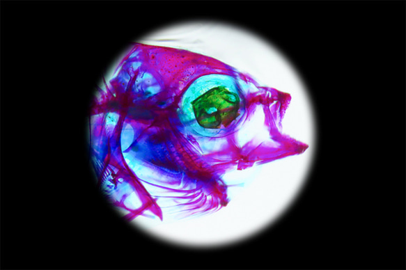 【透明標本工房 fishheart】 透明標本 - 條石鯛Oplegnathus fasciatus 第9張的照片