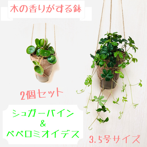 【送料無料】2個セット　シュガーバイン＆ペペロミオイデス　ハンギングプランター　観葉植物 1枚目の画像