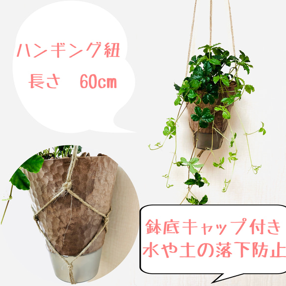【送料無料】2個セット　シュガーバイン＆ペペロミオイデス　ハンギングプランター　観葉植物 2枚目の画像