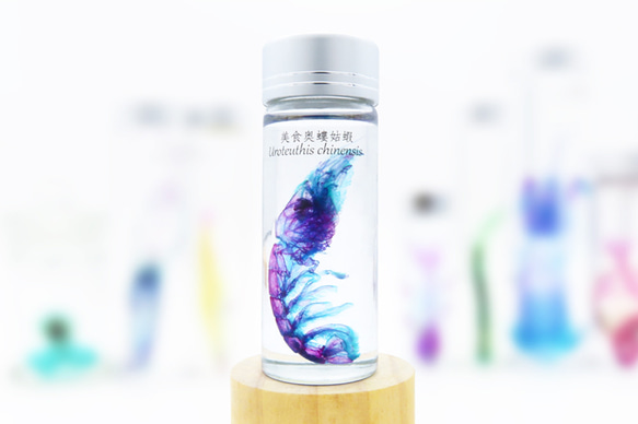 透明標本工房 フィッシュハート】 透明標本-グルメオーストリアモグラ