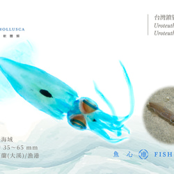 【透明標本工房 fishheart】 透明標本 - 台灣鎖管 Uroteuthis chinensis (小) 第7張的照片