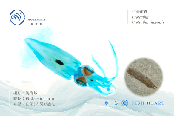 【透明標本工房 fishheart】 透明標本 - 台灣鎖管 Uroteuthis chinensis (小) 第7張的照片