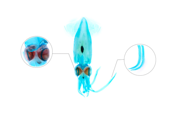 【透明標本工房 fishheart】 透明標本 - 台灣鎖管 Uroteuthis chinensis (小) 第11張的照片
