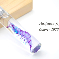 【透明標本工房フィッシュハート】透明標本 - クリスタルシュリンプ Pasiphaea japonica 5枚目の画像