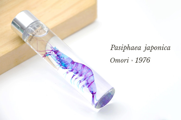 【透明標本工房フィッシュハート】透明標本 - クリスタルシュリンプ Pasiphaea japonica 5枚目の画像