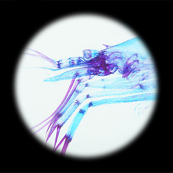 【透明標本工房フィッシュハート】透明標本 - クリスタルシュリンプ Pasiphaea japonica 11枚目の画像