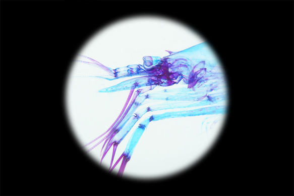 【透明標本工房フィッシュハート】透明標本 - クリスタルシュリンプ Pasiphaea japonica 11枚目の画像