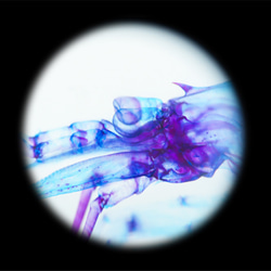 【透明標本工房フィッシュハート】透明標本 - クリスタルシュリンプ Pasiphaea japonica 12枚目の画像