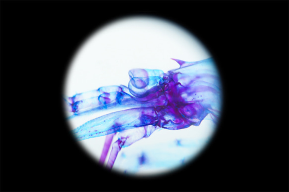 【透明標本工房フィッシュハート】透明標本 - クリスタルシュリンプ Pasiphaea japonica 12枚目の画像