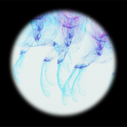 【透明標本工房フィッシュハート】透明標本 - クリスタルシュリンプ Pasiphaea japonica 14枚目の画像