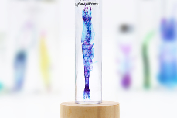 【透明標本工房フィッシュハート】透明標本 - クリスタルシュリンプ Pasiphaea japonica 3枚目の画像