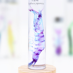 【透明標本工房フィッシュハート】透明標本 - クリスタルシュリンプ Pasiphaea japonica 2枚目の画像