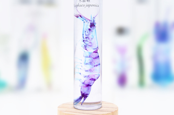 【透明標本工房フィッシュハート】透明標本 - クリスタルシュリンプ Pasiphaea japonica 2枚目の画像