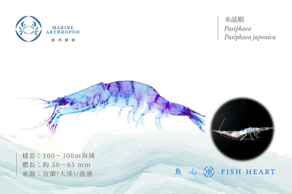 【透明標本工房フィッシュハート】透明標本 - クリスタルシュリンプ Pasiphaea japonica 6枚目の画像