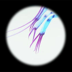 【透明標本工房フィッシュハート】透明標本 - クリスタルシュリンプ Pasiphaea japonica 13枚目の画像