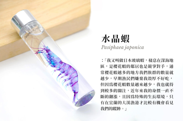 【透明標本工房フィッシュハート】透明標本 - クリスタルシュリンプ Pasiphaea japonica 7枚目の画像