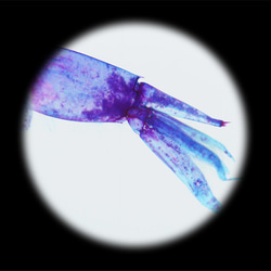 【透明標本工房フィッシュハート】透明標本 - クリスタルシュリンプ Pasiphaea japonica 15枚目の画像