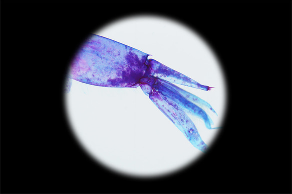 【透明標本工房フィッシュハート】透明標本 - クリスタルシュリンプ Pasiphaea japonica 15枚目の画像