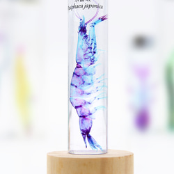 【透明標本工房フィッシュハート】透明標本 - クリスタルシュリンプ Pasiphaea japonica 4枚目の画像