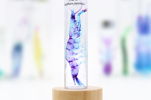 【透明標本工房フィッシュハート】透明標本 - クリスタルシュリンプ Pasiphaea japonica 4枚目の画像