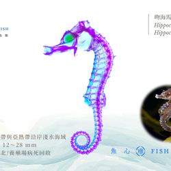 【透明標本工房 fishheart】 透明標本 - 吻海馬 Hippocampus reidi (小) 第6張的照片