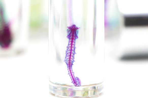 【透明標本工房 fishheart】 透明標本 - 吻海馬 Hippocampus reidi (小) 第3張的照片