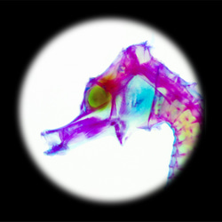 【透明標本工房 fishheart】 透明標本 - 吻海馬 Hippocampus reidi (小) 第11張的照片