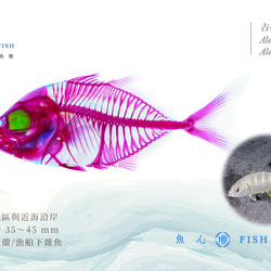 【透明標本工房 fishheart】 透明標本 - 吉打副葉鰺 Alepes djedaba 第5張的照片